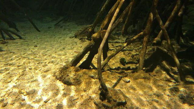 Root tree underwater, reflection light on the ground.