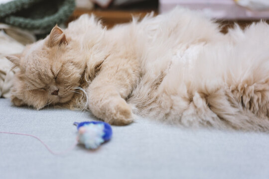 The cute yellow fat British long-haired pet cat likes the owner's bed very much and is sleeping comfortably with its fluffy cat paws in front, like a sleeping and snoring superman.