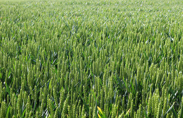 Green wheat growing in a field