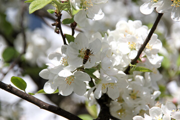 Bee pollinates white cherry flowers in a small park in the city of Munich in spring