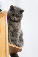The cute gray British short-haired fat cat likes the bookcase on the owner's workbench very much. He often jumps on it to look at the owner from a bird's eye view, as if to say that he is the boss 