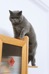 The cute gray British short-haired fat cat likes the bookcase on the owner's workbench very much....