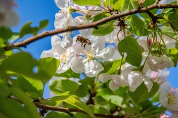 Bee pollinates white cherry flowers in a small park in the city of Munich in spring
