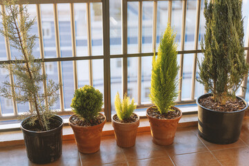  the plants on the owner's balcony very much. He often runs to the balcony to admire the plants and...