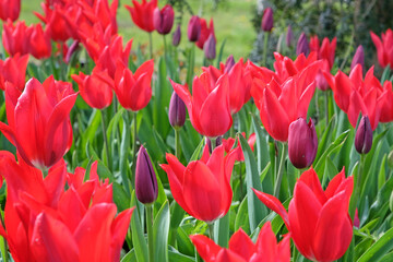 Red lily flowered triumph Tulip ‘Pieter de Leur’s’ in flower.