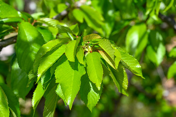 Fresh green sour cherry leaves in the orchard in spring. Leaves and branches on a tree.