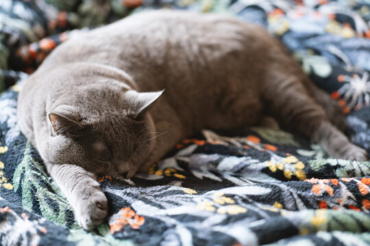 The cute gray and slightly fat British shorthair cat is sleeping soundly on the sofa bed. Occasionally, he will sleep with his owner in his arms. His sleeping position is very funny.