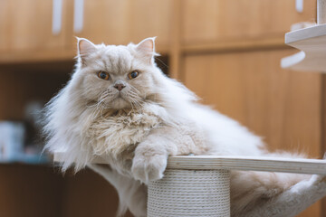 The cute light yellow and slightly fat British long-haired cat seems a little unhappy today, and...