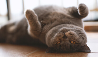 The cute gray and slightly fat British shorthair cat is sleeping soundly on the sofa bed....