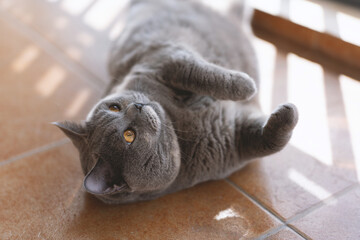 The cute gray and slightly fat British shorthair cat is sleeping soundly on the sofa bed. Occasionally, he will sleep with his owner in his arms. His sleeping position is very funny. - obrazy, fototapety, plakaty