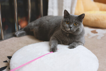 The cute gray and slightly obese British shorthair cat is sleeping soundly on the sofa bed....