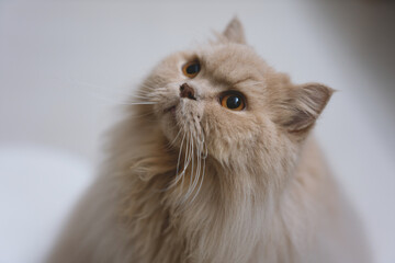The Cream British Longhair Cat Has Beautiful Eyes, Dilating Pupils in Dim Light, Appearing Adorable...