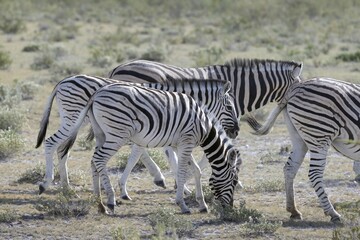 Fototapeta na wymiar Picture of a group of zebras standing in the Etosha National park in Namibia
