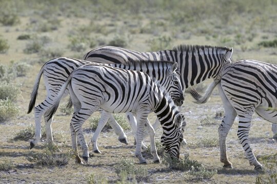 Picture of a group of zebras standing in the Etosha National park in Namibia