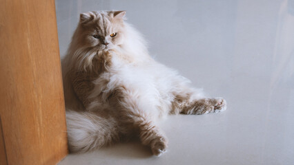 The cute light yellow and slightly fat British long-haired cat seems a little unhappy today, and his mood is relatively low. Even his sleeping position looks like he is sulking. - obrazy, fototapety, plakaty