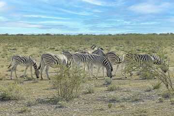 Fototapeta na wymiar Picture of a group of zebras standing in the Etosha National park in Namibia