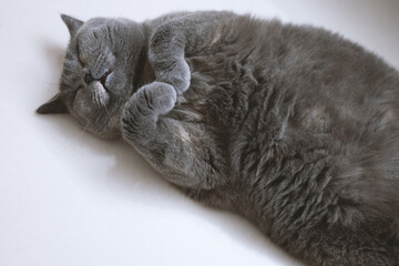  A Blue-gray British Shorthair Cat Often Sleeps on the Floor, Cat Bed, and Owner's Bed Pillow,...