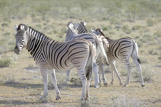 Picture of a group of zebras standing in the Etosha National park in Namibia