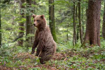 Braunbär (Ursus arctos) steht im Wald auf zwei Beinen um besser zu sehen, Nahaufnahme eines frei...