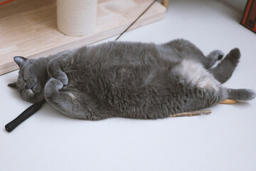 The cute gray and slightly obese British shorthair cat is sleeping soundly on the sofa bed....