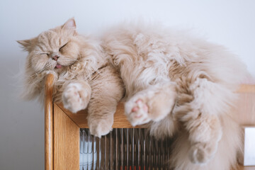 The cute light yellow and slightly fat British longhair cat is sleeping soundly in the cat's nest on the cat climbing frame. The sun shines through the window on its pink cat paws. - obrazy, fototapety, plakaty