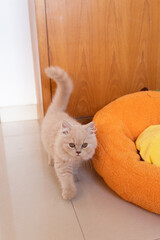 The cute light yellow and slightly fat British long-haired cat was sleeping comfortably on the floor in a funny sleeping position. When he woke up, he seemed to want to be hugged by his pet owner.