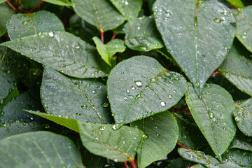 Light reflects off rain drops on a green plant image for background use