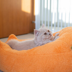 The cute light yellow and slightly fat British long-haired kitten is lying on the ground or playing with cat toys on the orange sofa bed. It is completely focused on it, with only the waving cat stick