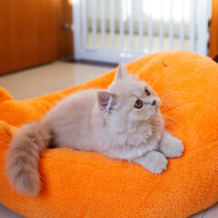The cute light yellow and slightly fat British long-haired kitten is lying on the ground or playing...