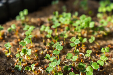 Rucola and basil sprouts, close up. Spring gardening. Young greenery. Healthy food. Micro green on balcony window. Cultivated plant. Home garden. Springtime seeding. - 781269162