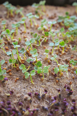 Rucola and basil sprouts, close up. Spring gardening. Young greenery. Healthy food. Micro green on balcony window. Cultivated plant. Home garden. Springtime seeding. - 781269166