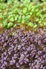 Rucola and basil sprouts, close up. Spring gardening. Young greenery. Healthy food. Micro green on balcony window. Cultivated plant. Home garden. Springtime seeding. - 781269182
