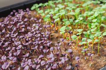 Rucola and basil sprouts, close up. Spring gardening. Young greenery. Healthy food. Micro green on balcony window. Cultivated plant. Home garden. Springtime seeding. - 781269186