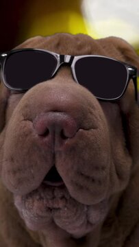 shar pei dog with sunglasses in vertical