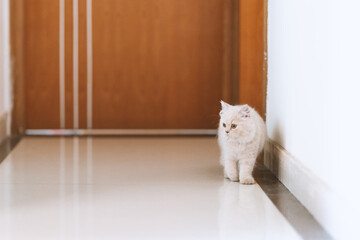 The cute, light yellow and slightly obese British long-haired kitten cat lies on the ground or on...