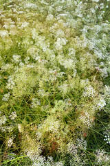 Flowering of daisies in the summer green meadow in park. Chamomile flowers with long white petals. Herb in flowerbed. Sunny.