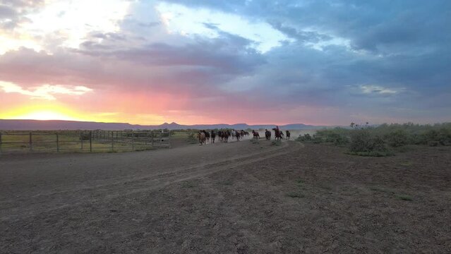 Cowboy with herd of horses on the Field with beautiful sunset and sky in the background.