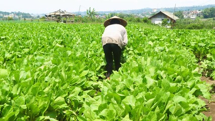 Farmer harvesting green mustard greens in the field