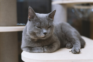 The cute gray and slightly fat British shorthair cat was curiously inspecting the situation in the...