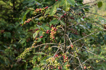 Coffee beans ripening on tree. - 781270321