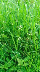 Alang-alang or ilalang (Imperata Cylindrica) is a type of grass with sharp leaves, which often becomes a weed on agricultural land