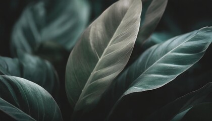 closeup nature view of tropical leaves background with dark green tropical leaf
