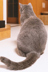 Cute gray fat British shorthair pet cat, who was once abandoned, wary and afraid of things, is now...