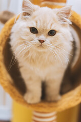 Fototapeta premium A cute cream-colored British longhair kitten who loves to play and sleep on its cat tree. The furry little feline with its curious big eyes and large paws exudes warmth and happiness.
