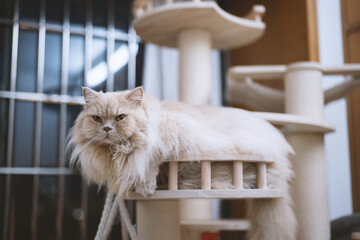 The cute, light yellow and slightly obese British long-haired cat lies on the ground or on the sofa bed or work table, looking at the pet owner with a praying and pitiful look and big round eyes - obrazy, fototapety, plakaty