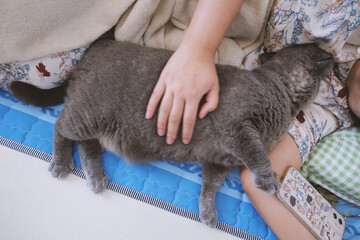 The cute gray and slightly obese British shorthair cat is sleeping soundly on the sofa bed....