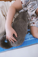 The cute gray and slightly obese British shorthair cat is sleeping soundly on the sofa bed. Occasionally he sleeps with his owner in his arms, and sometimes he sleeps on the cat climbing frame. 