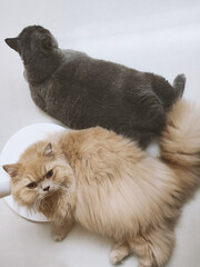 The cute gray British shorthair pet fat cat and the yellow British longhair cat are a pair of good...