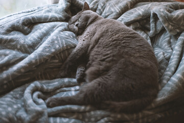 The cute fat gray British shorthair pet cat likes to sleep on the sofa bed on the cat climbing frame, showing various funny sleeping positions, and covering himself with quilts.