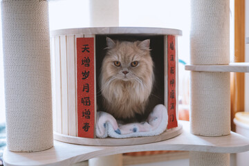 The cute yellow fat British long-haired pet cat likes its cat climbing frame very much. It is so...